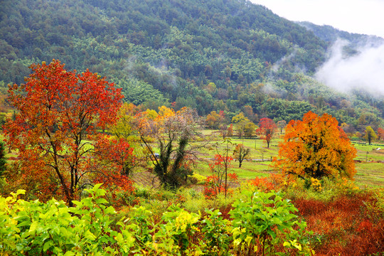 塔川紅葉風(fēng)景
