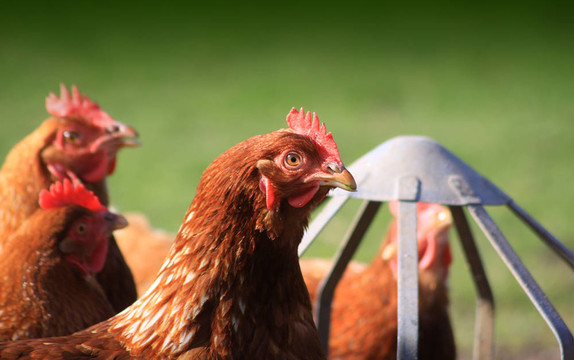 喂Brown Hens