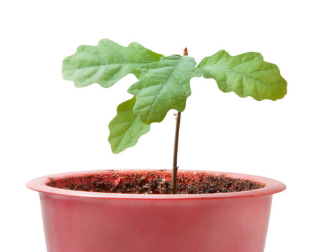 年輕的植物是新生命