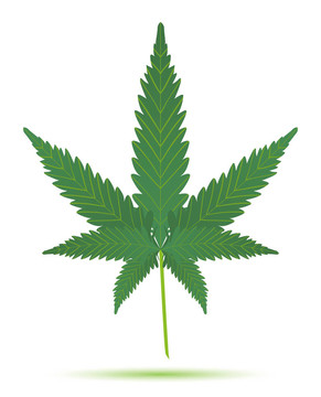 大麻葉分離