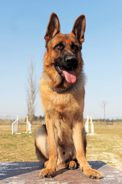 德國牧羊犬