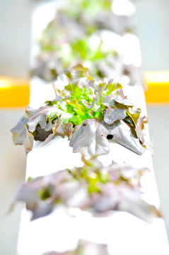 水培蔬菜