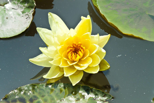 蓮花綻放