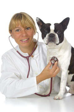 與狗波士頓犬女獸醫(yī)