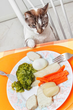 桌上的貓帶著食物。