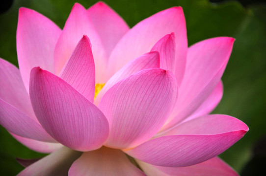 粉紅蓮花