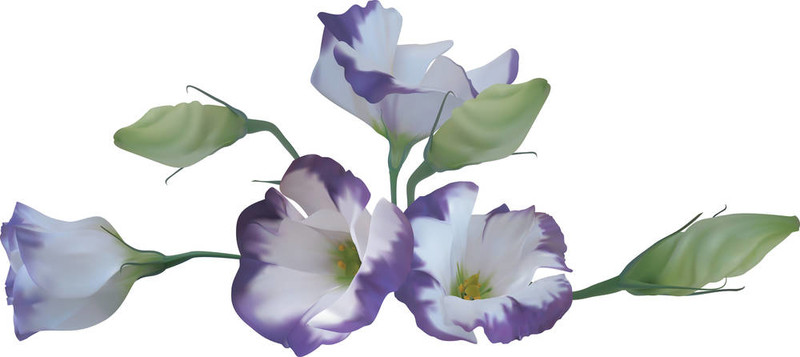 花的插圖