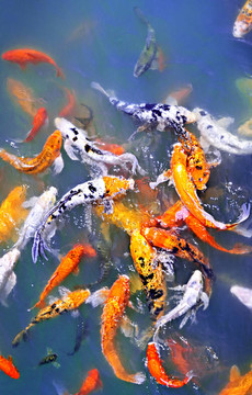 池塘里的錦鯉魚
