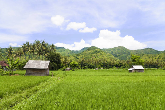 稻田；Amed；東巴厘；印度尼西亞