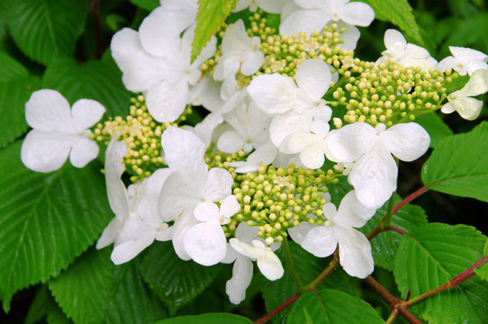 Hortensia 04