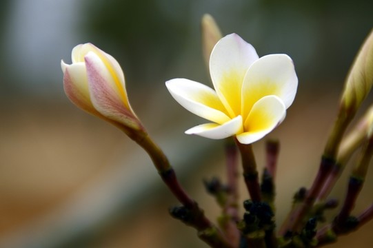 一朵雞蛋花