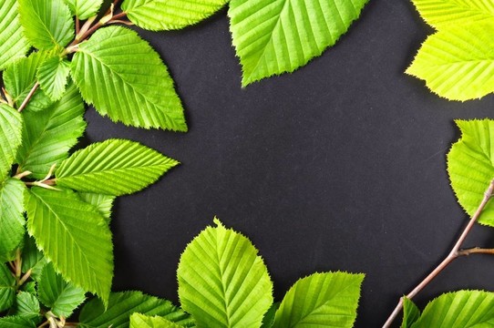 葉子和分隔開的