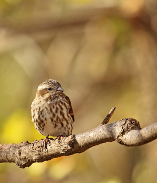 女的房子雀；Carpodacus mexicanus