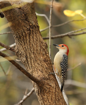 紅腹Woodpecker；Melanerpes carolinus