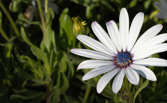 White Daisy藍(lán)蕊