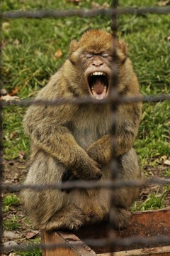 動物園里的猴子