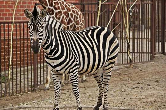 斑馬在動物園