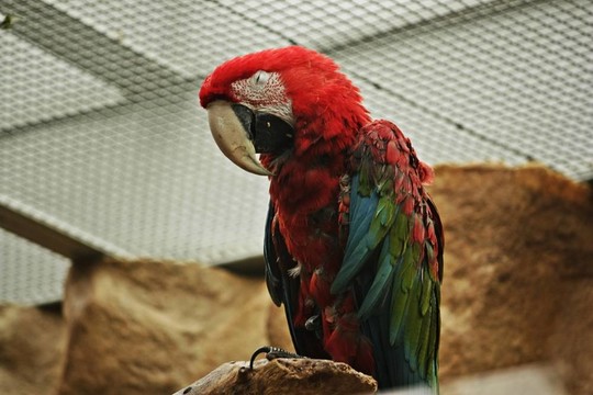 動物園里的紅鸚鵡