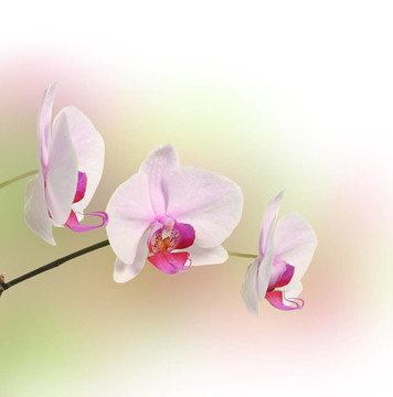 蘭花