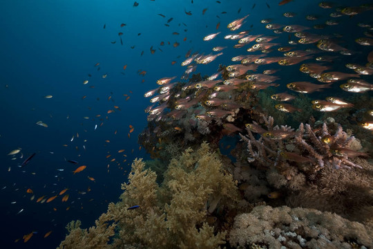 在红海GlassFish和珊瑚。