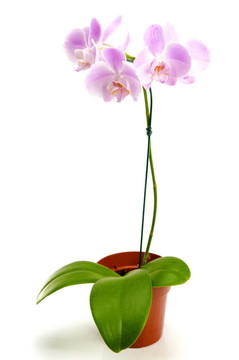 蘭花