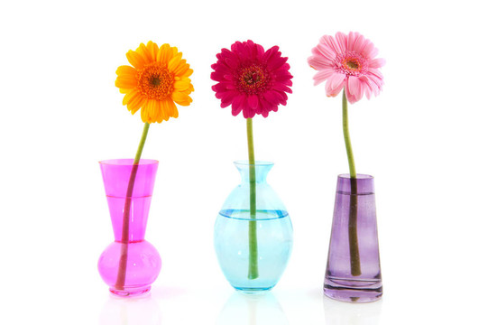 Colorful Gerber的花