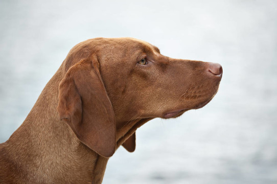 匈牙利維茲拉犬犬簡(jiǎn)介