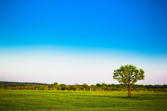 夏天的風(fēng)景。綠草和T