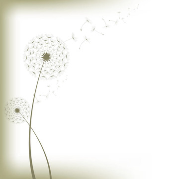 蒲公英