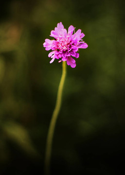 孤獨的花
