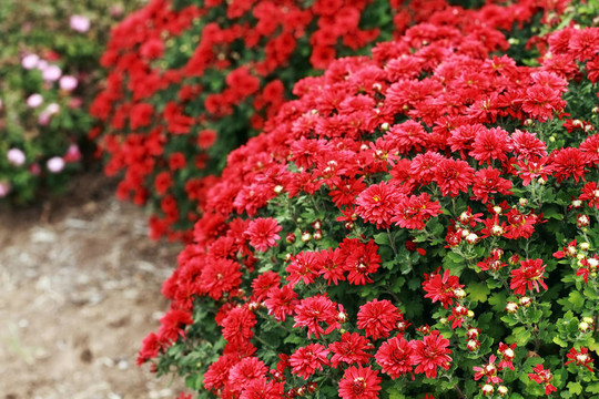 菊花