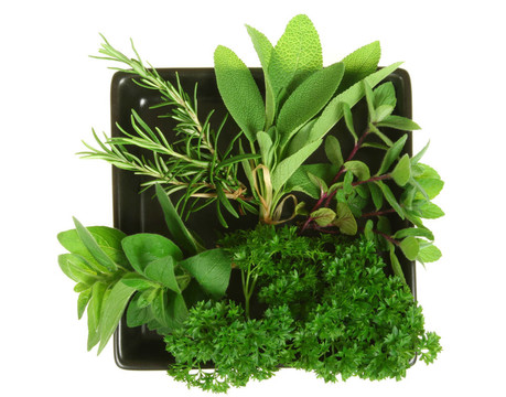 草本植物