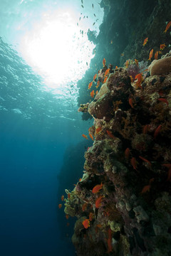 魚類和海洋