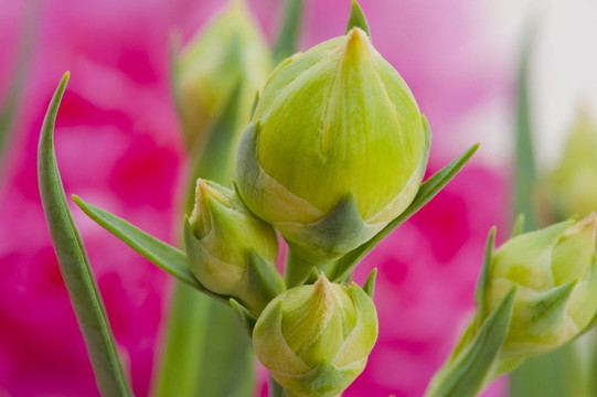花芽