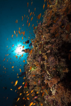 魚類和海洋