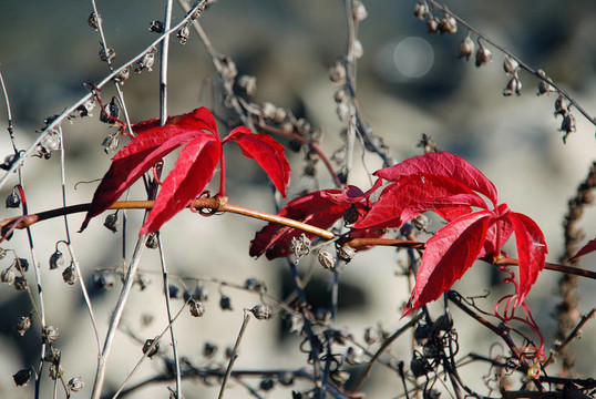 紅色的秋