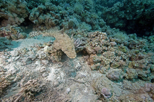 crocodilefish和海洋