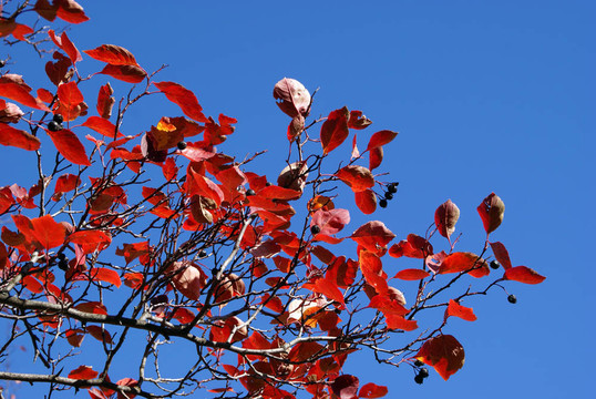 紅色落葉對(duì)抗藍(lán)天