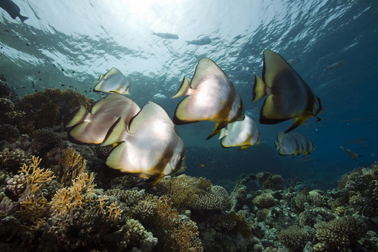 約蘭達(dá)魚鏟魚