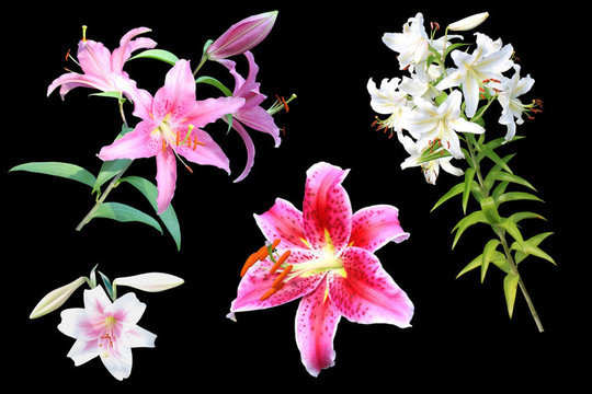 百合花