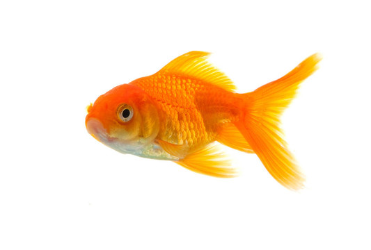 金魚