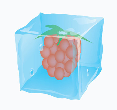 樹莓是冷凍的