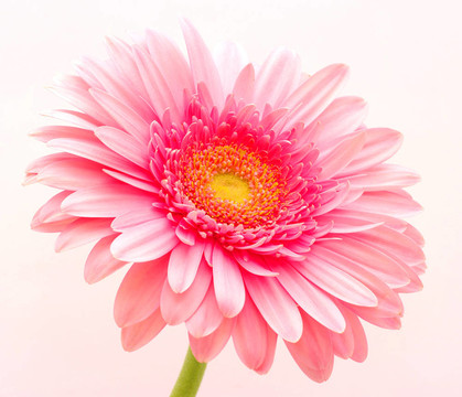 粉色非洲菊