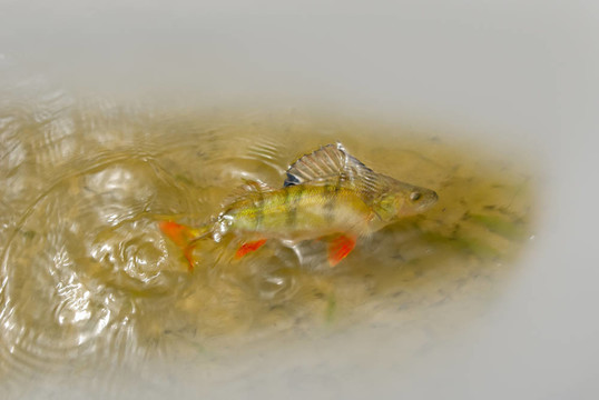 鱸魚