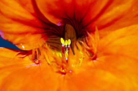 開花