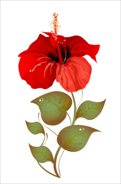 木槿