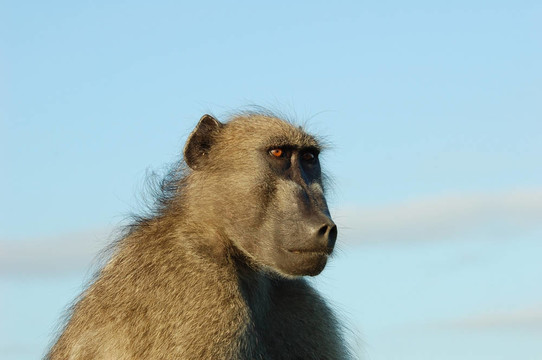 Baboon（狒狒烏爾西努）