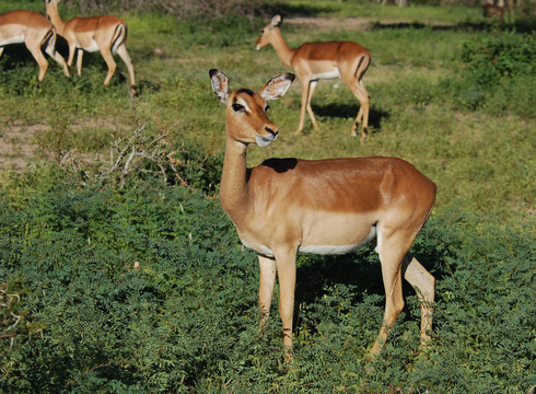 帕拉：Aepyceros Melampus