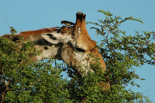 Giraffe（長頸鹿）