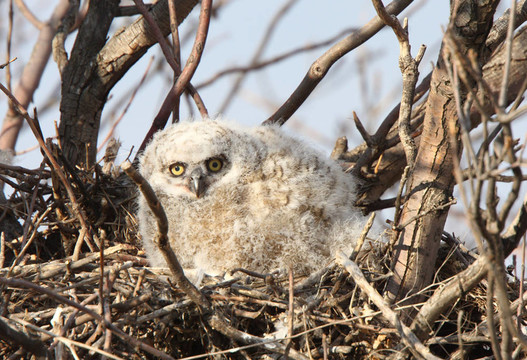 巢在春天Great Horned Owlet